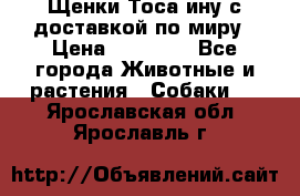 Щенки Тоса-ину с доставкой по миру › Цена ­ 68 000 - Все города Животные и растения » Собаки   . Ярославская обл.,Ярославль г.